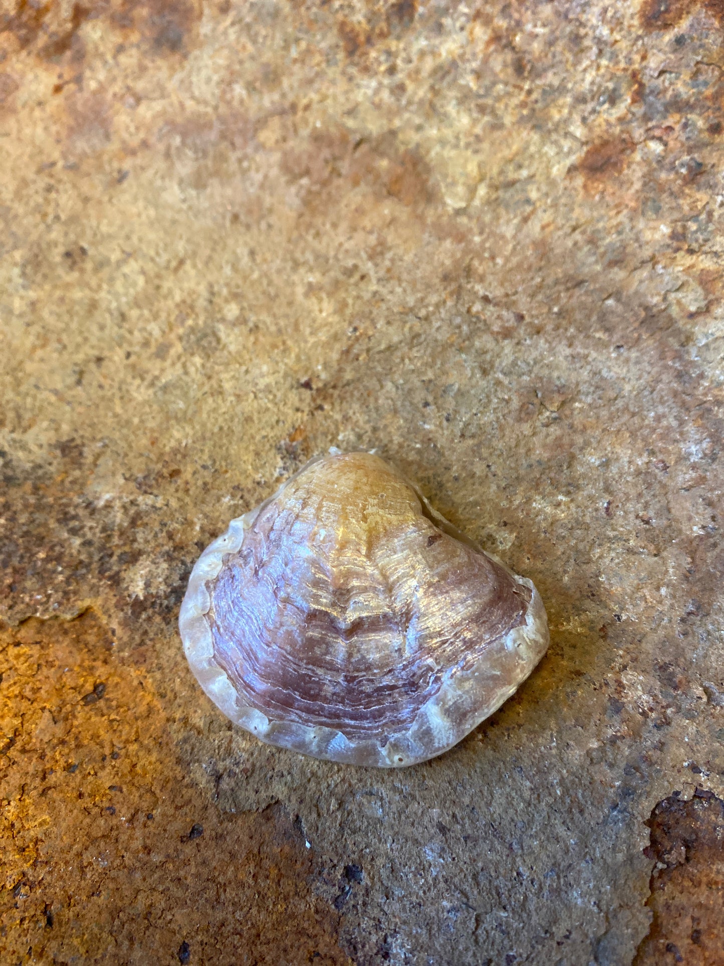 Sjamanistische Zee Ratel