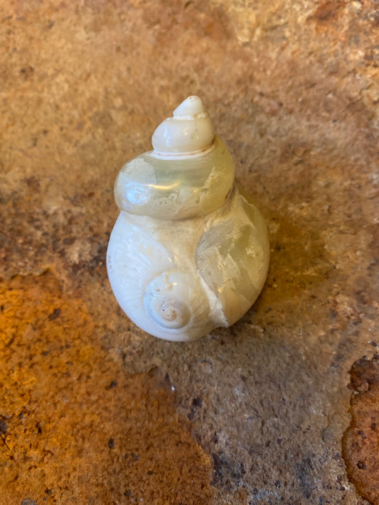 Sjamanistische Zee Ratel