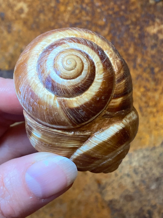 Spiral - Sjamanistische zee ratel