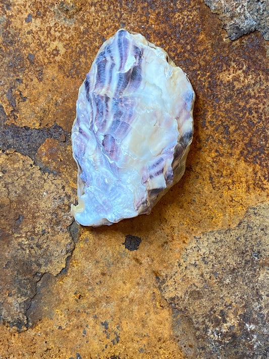 Oesterschelp uit Carnac - Sjamanistische Zee Ratel