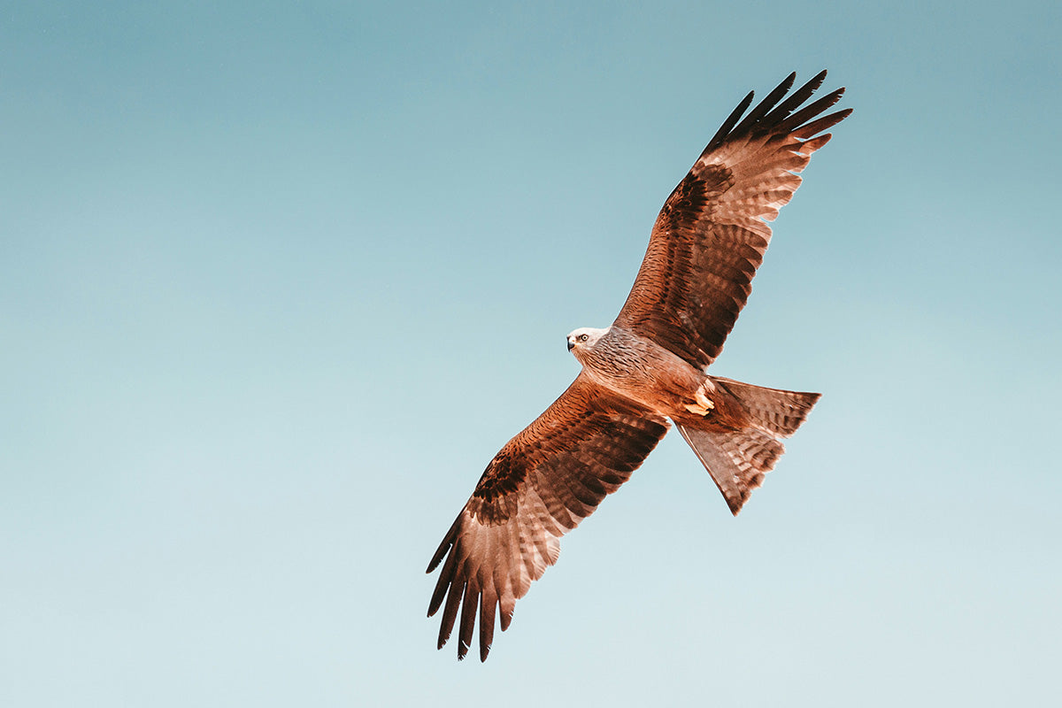 De Vlucht van de Valkyrie – Freya vervolg Jaaropleiding 2026