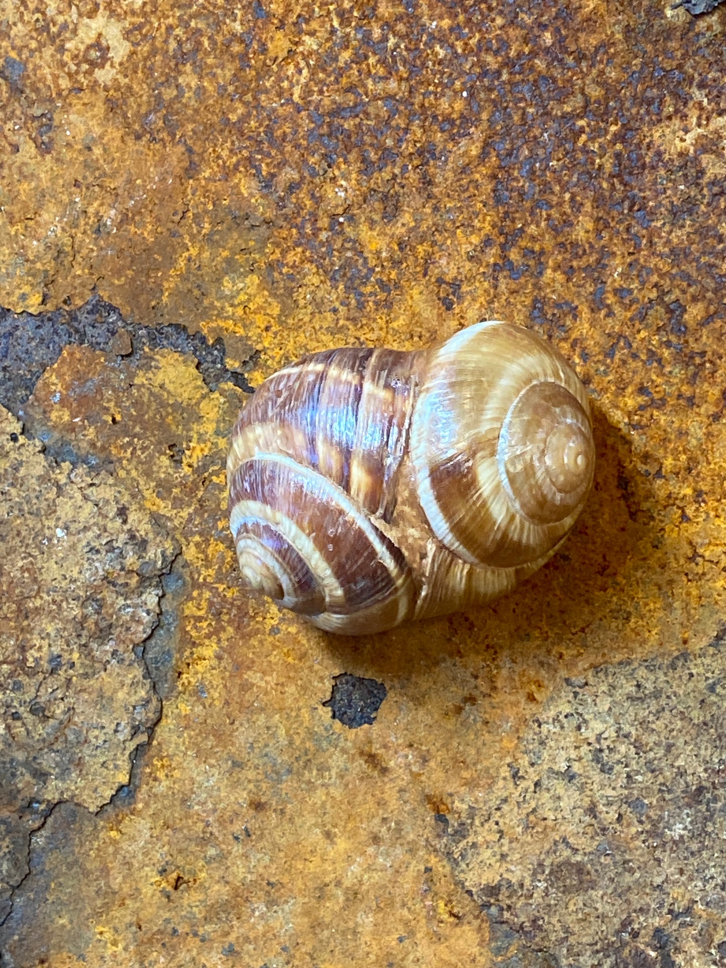 Spiral - Sjamanistische zee ratel