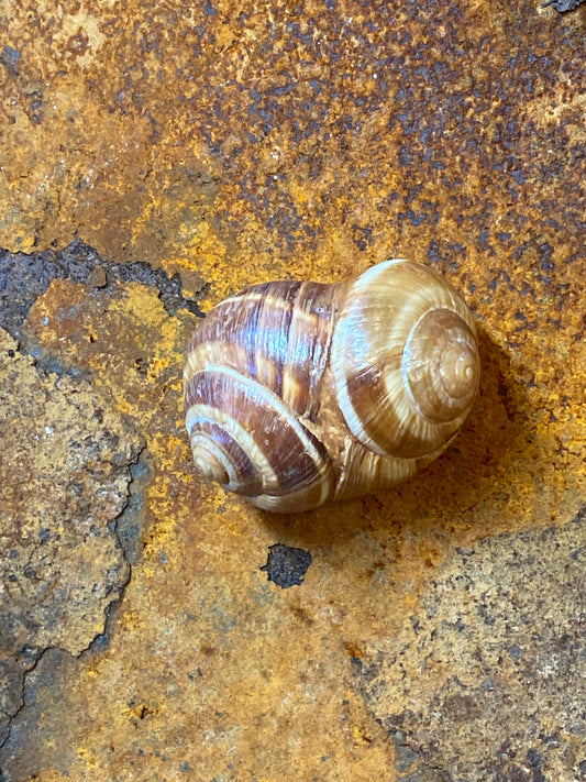 Spiral - Sjamanistische zee ratel