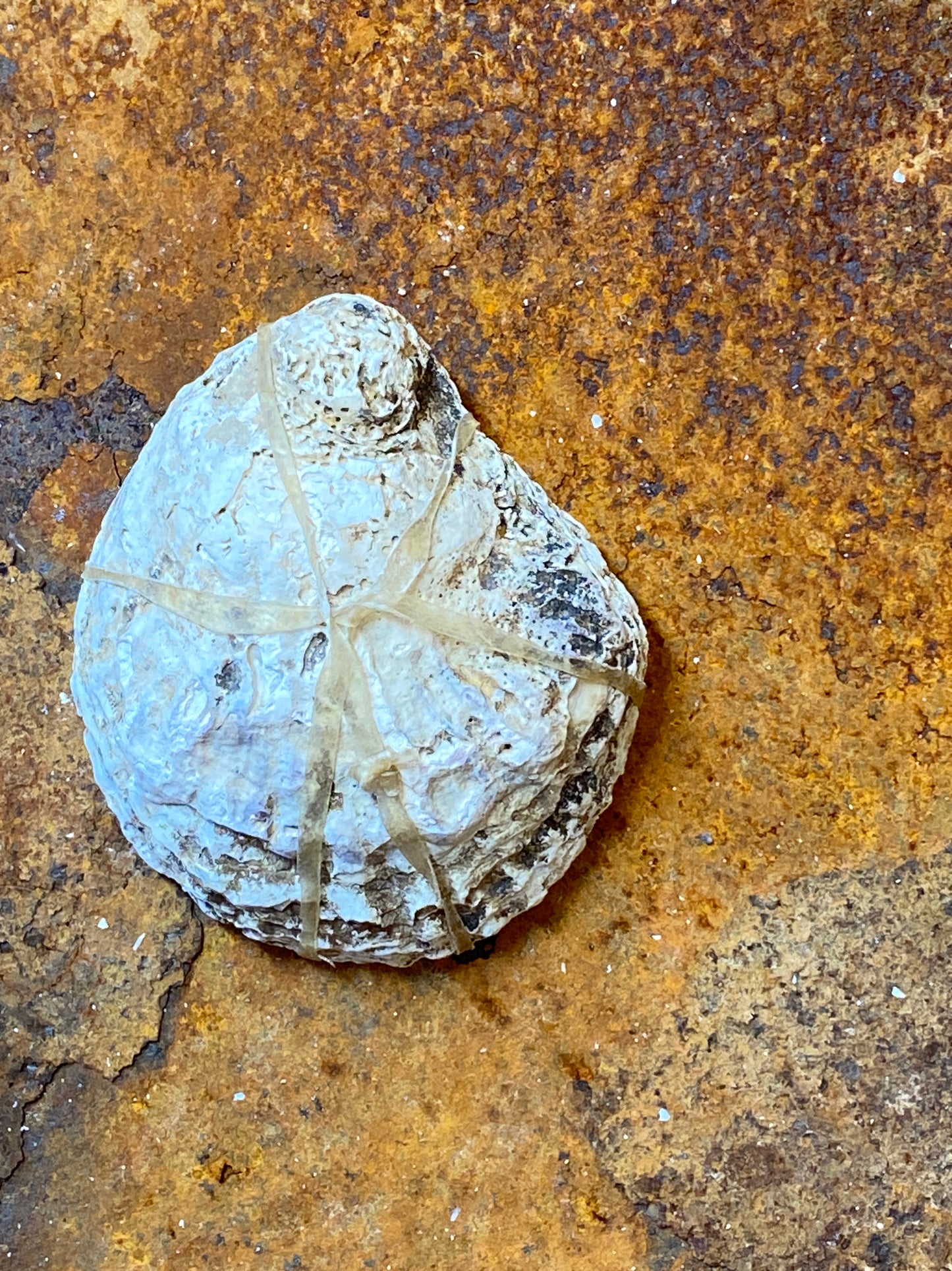 Sjamanistische Zee Ratel