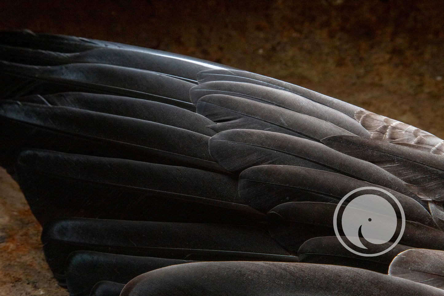 Smudge veer - Ganzen Vleugel met zwijn Handvat