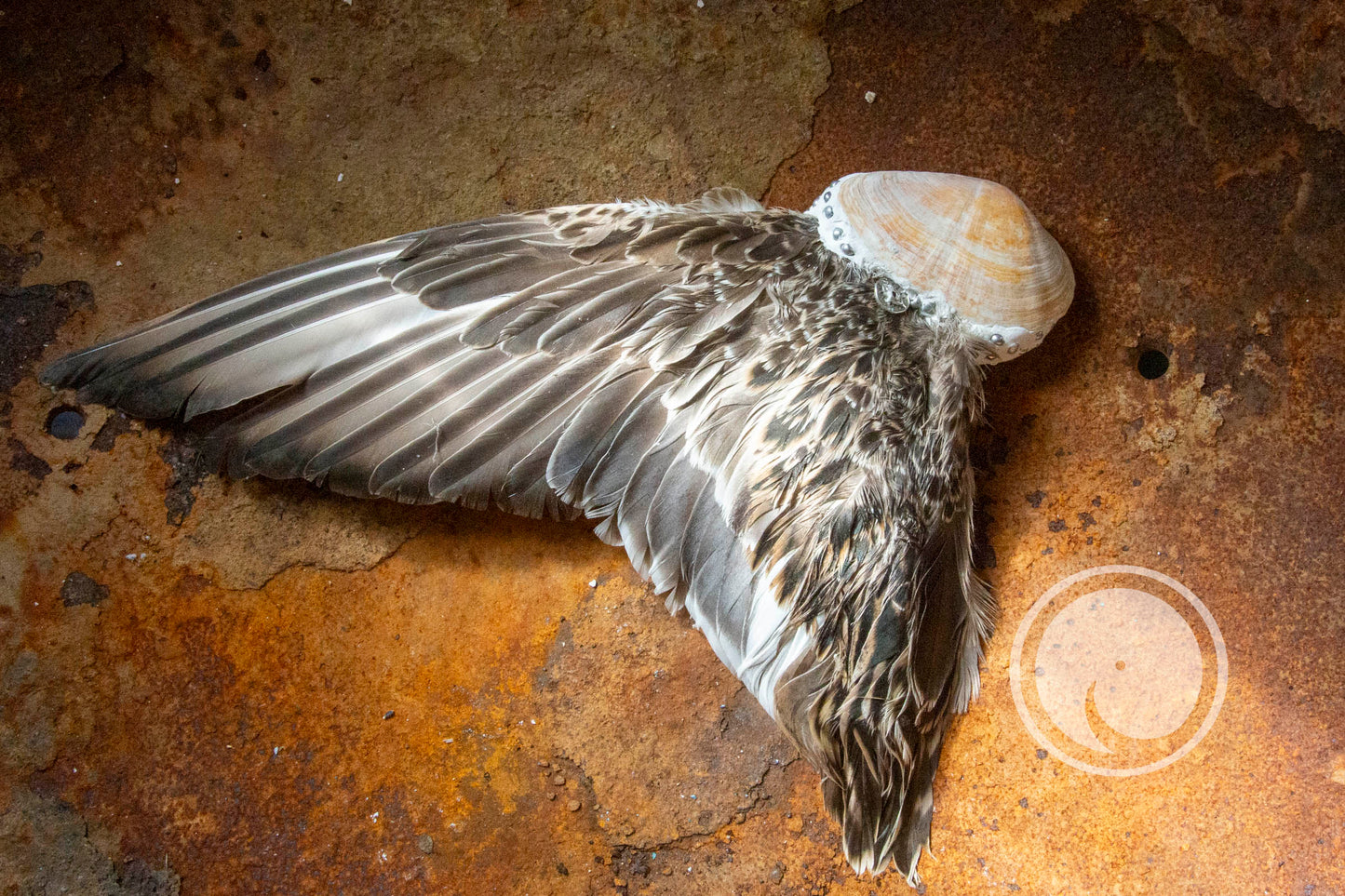 Smudge veer - Eenden Vleugel met Otterschelp Handvat