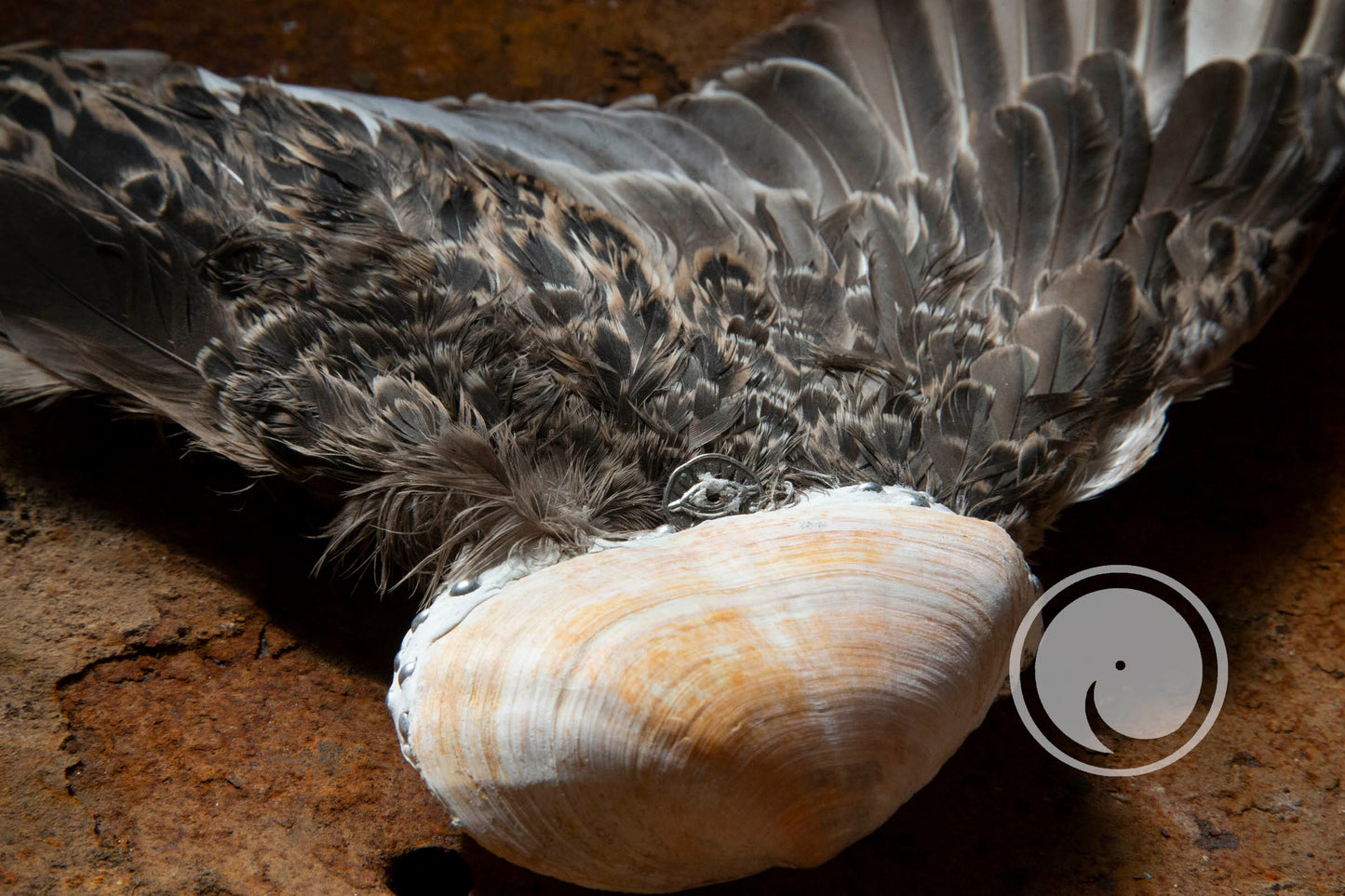 Smudge veer - Eenden Vleugel met Otterschelp Handvat