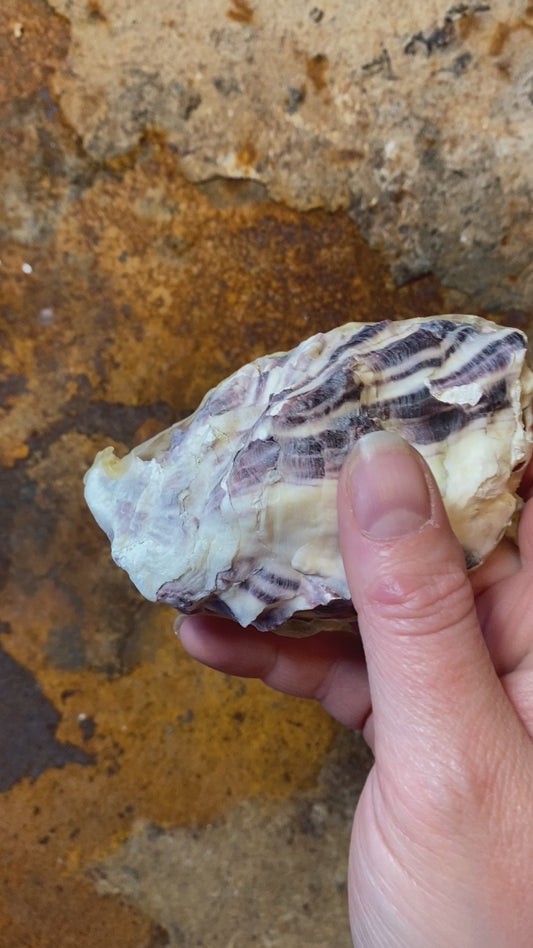 Oesterschelp uit Carnac - Sjamanistische Zee Ratel